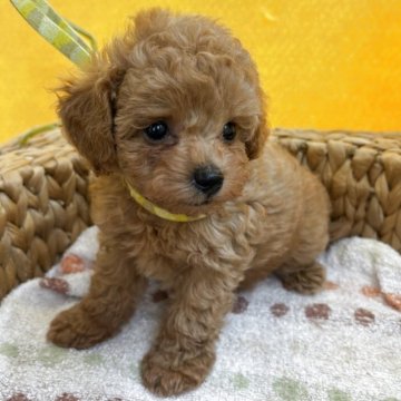 トイプードル(タイニー)【石川県・女の子・2025年6月17日・オレンジフォーン】の写真「クリクリ瞳　短い足で走る姿はぬいぐるみ」