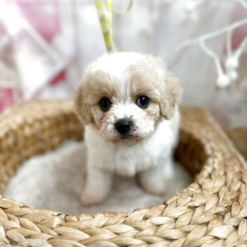 キャバション(ビションフリーゼ×キャバリア)【石川県・女の子・2025年10月8日・パーティーカラー】の写真「キャバションの女の子
大きな瞳の短足君」