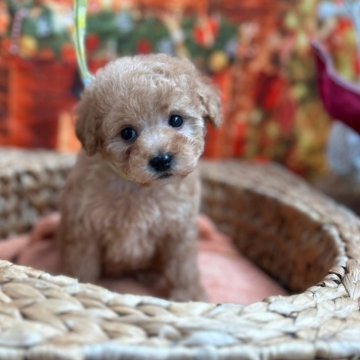 ミニチュアプードル【石川県・女の子・2024年10月23日・オレンジフォーン】の写真「おっとりなミニチュアプードル」