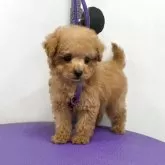 ティーカッププードル