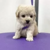 ミディアムプードル