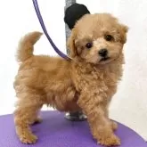 ティーカッププードル