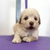 ミディアムプードル