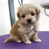 ミディアムプードル