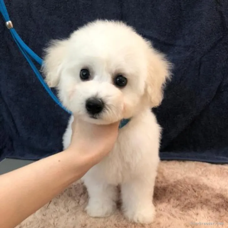 ID:2207-00921の子犬