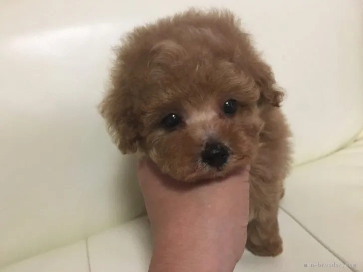 ID:1709-00515の子犬