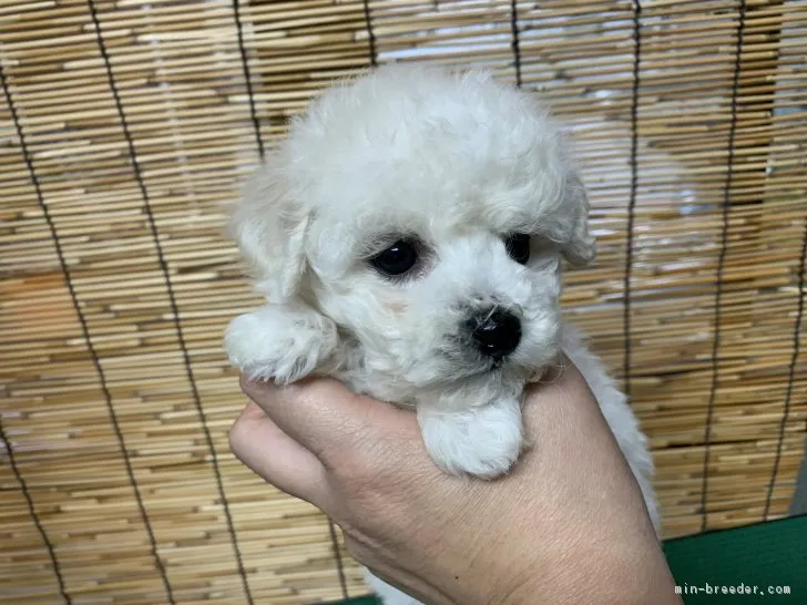 ID:1812-01573の子犬