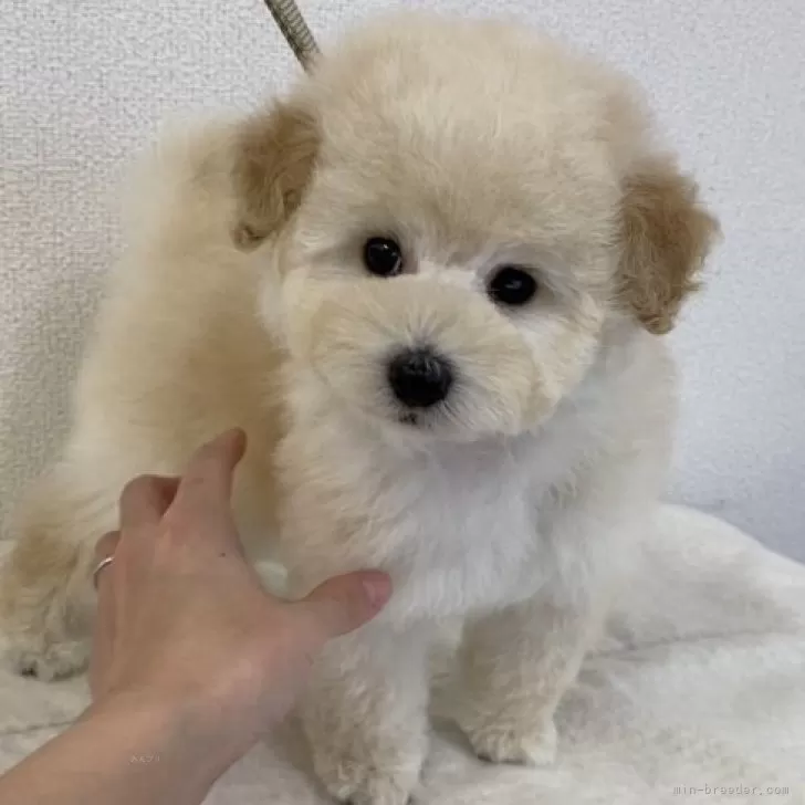 ID:2312-03084の子犬