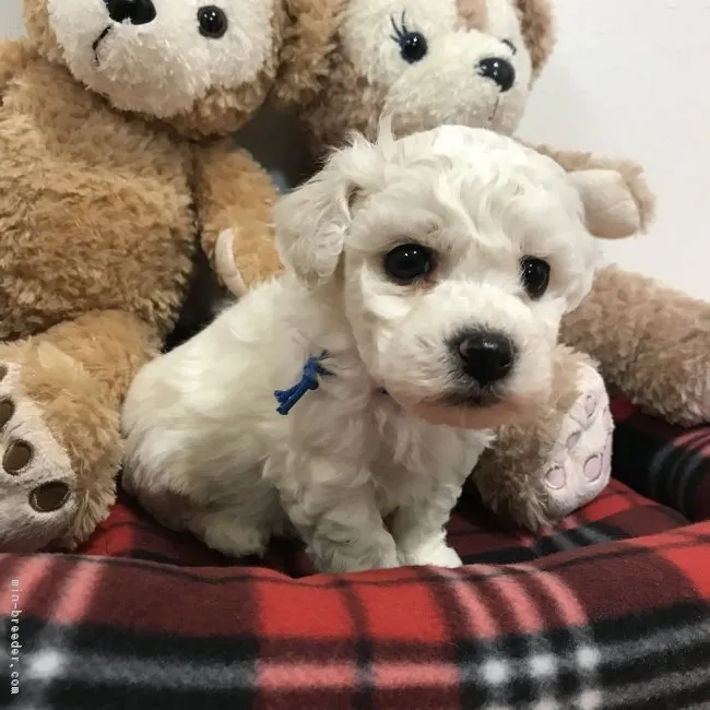 ID:1902-00098の子犬
