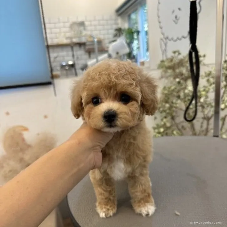 ID:2309-05875の子犬