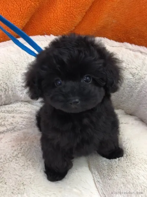 ID:1903-01469の子犬