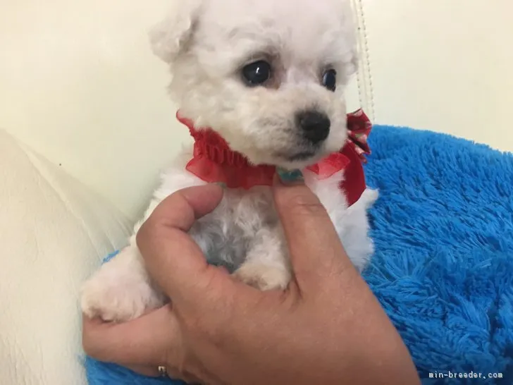 ID：1806-01100の子犬