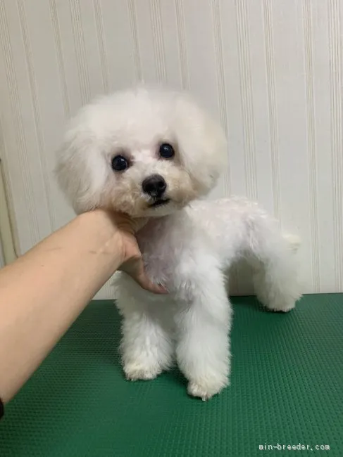 ID:2104-00477の子犬