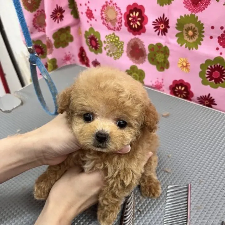 ID：2306-06446の子犬