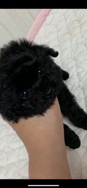 ID:2002-01647の子犬
