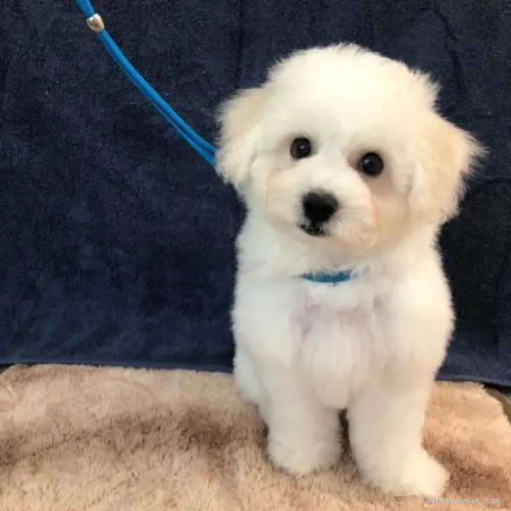 ID:2207-02478の子犬