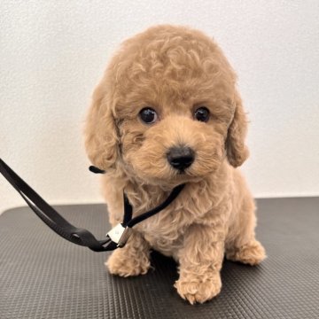 トイプードル(トイ)【石川県・男の子・2024年5月2日・クリーム】の写真「大きな瞳　短いあんよ」