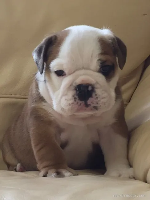ID:1512-00767の子犬