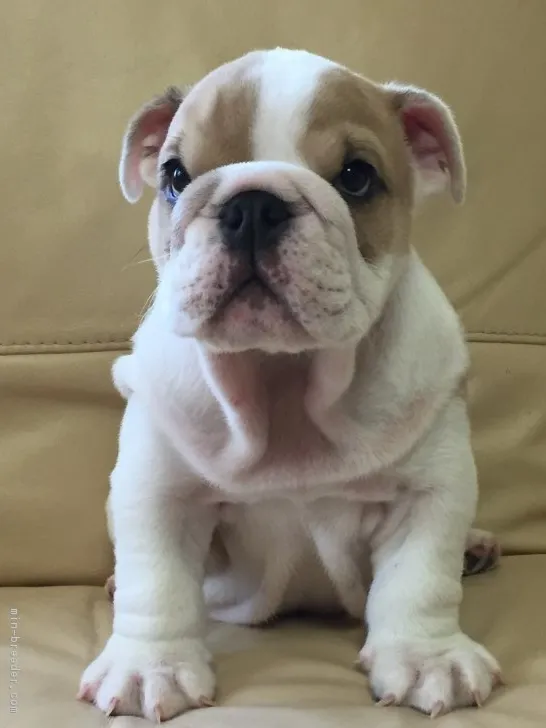 東栄 様のお迎えした子犬
