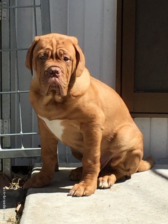 Resultado de imagen para çŠ¬ Dogue De Bordeaux