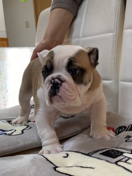 ブルドッグ【長野県・男の子・2019年11月14日・レッド&ホワイト】の写真「とてもゴツい骨太の良い男の子です。」