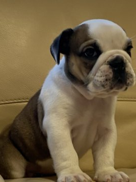 ブルドッグ【長野県・女の子・2020年10月11日・レッド&ホワイト】の写真「小ぶりな可愛い女の子」