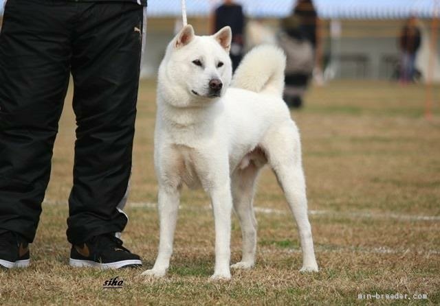 バイオリン 唇 リー 紀州 犬 ブリーダー Joemmadanini Com