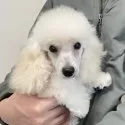 トイプードル(トイ)【長野県・男の子・2024年10月31日・ホワイト】の写真8