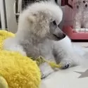 トイプードル(トイ)【長野県・男の子・2024年10月31日・ホワイト】の写真13