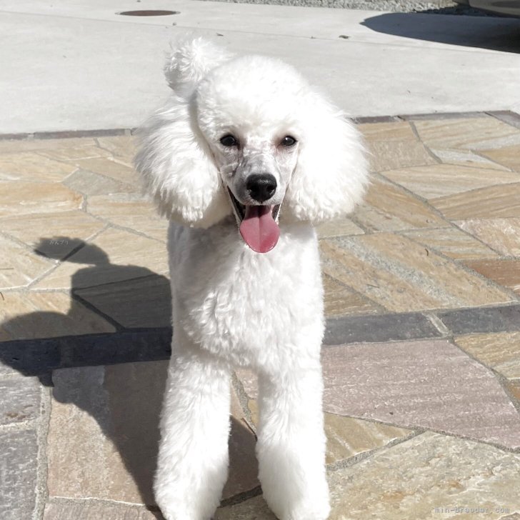 ブリーダー画像