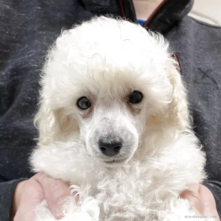 AS 様のお迎えした子犬