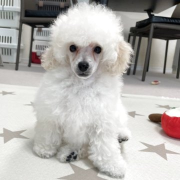 トイプードル(トイ)【長野県・男の子・2025年8月16日・ホワイト】の写真「パパはチャンピオン、すくすく育っています。」