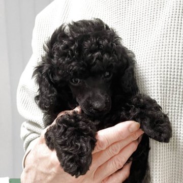 トイプードル(トイ)【長野県・男の子・2025年3月7日・ブラック】の写真「パパはJKCチャンピオン、すくすく育っています。」