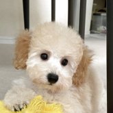 トイプードル(トイ)