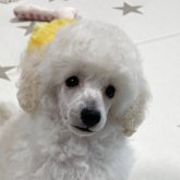 トイプードル(タイニー)
