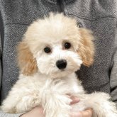 トイプードル(トイ)