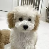 トイプードル(トイ)