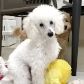 トイプードル(トイ)