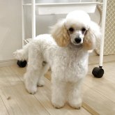 トイプードル(トイ)