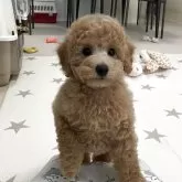 トイプードル(トイ)