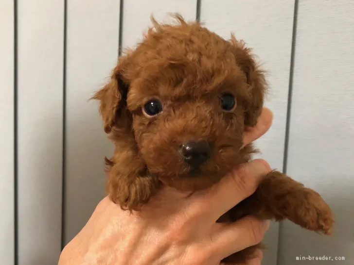 M.S 様のお迎えした子犬