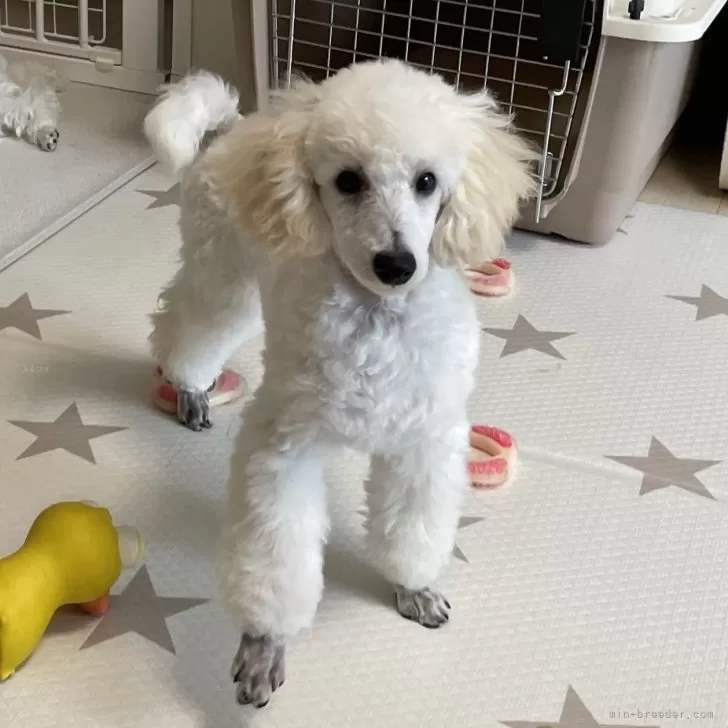 ID：2403-03508の子犬