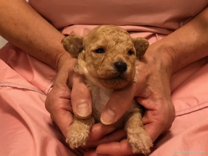 フミさん 様のお迎えした子犬