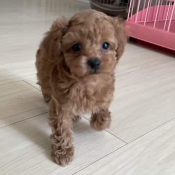 トイプードル(トイ)【長野県・女の子・2023年1月8日・アプリコット】の写真「小さいけどとても元気な女の子です。」