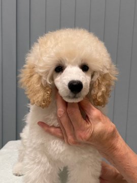 トイプードル(トイ)【長野県・男の子・2022年2月3日・クリーム→ホワイト】の写真「明るくて元気、落ち着いた面も。」