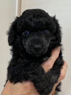 トイプードル(トイ)【長野県・女の子・2021年7月26日・ブラック】の写真「順調に育っています。」