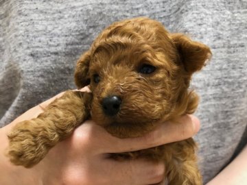 トイプードル(トイ)【長野県・男の子・2019年4月22日・レッド】の写真「順調に育っています。」