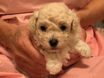 トイプードル(トイ)【長野県・女の子・2018年10月22日・ホワイト】の写真「すくすくと育っています。」