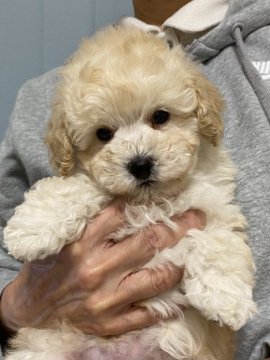 トイプードル(トイ)【長野県・男の子・2021年11月9日・クリーム】の写真「すくすく育っています。」