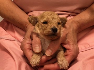 トイプードル(トイ)【長野県・女の子・2018年10月27日・クリーム】の写真「すくすくと育っています。」